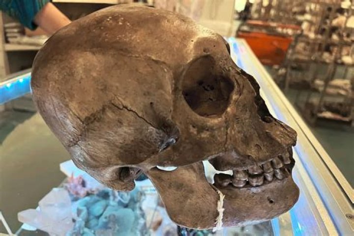 Anthropologist finds human skull in Florida thrift store's Halloween section