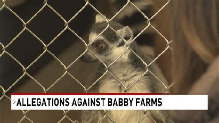 Babby Farms face allegations of animal abuse