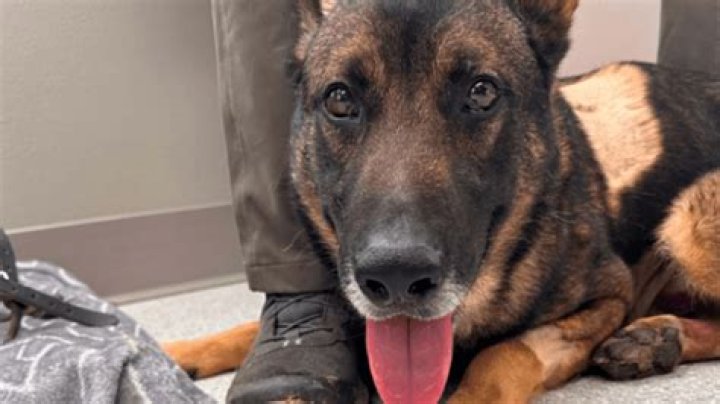 Boise K9 officers Meko and Astrid show promising recovery after a knife attack