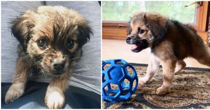 Dog born with a short spine was nearly euthanized as a puppy, but is now thriving as internet star