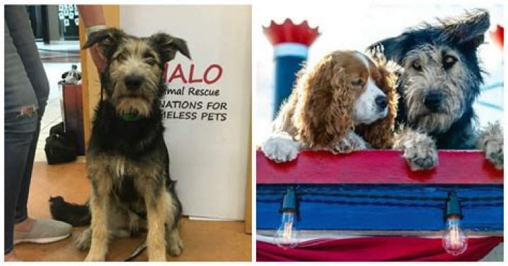 Dog star of new ‘Lady and the Tramp’ remake is a rescue from a kill shelter