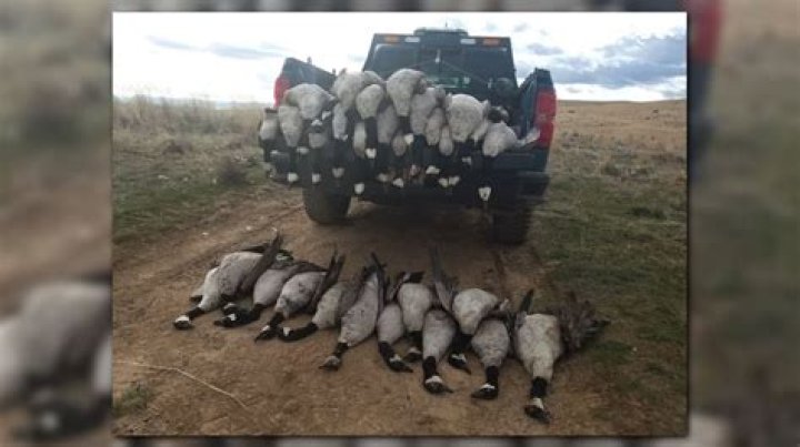 Dozens of geese, duck found dumped southwest of Kuna