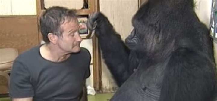 Gorilla grieving death of friend didn’t laugh in four months, then Robin Williams tickled her