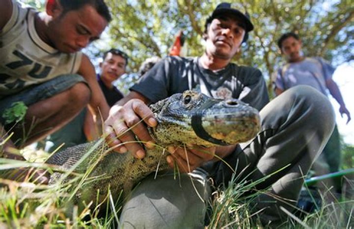 Komodo dragon attacks terrorize villages