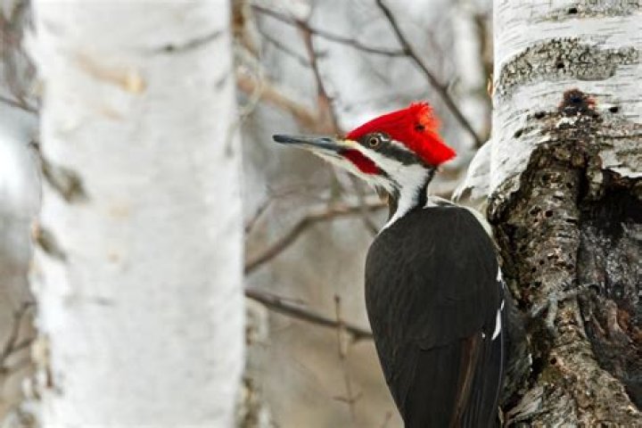 That woodpecker knocking is actually a drum solo, scientists say